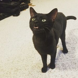 💕🐱I have a cat friendly home!! 🐱💕